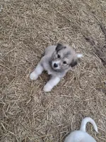 Coco, a female Alaskan Malamute and Great Pyrenees for sale in Rock Hill, SC – 5 of 9