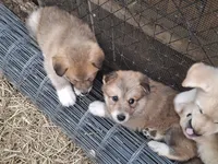 Nala, a female German Shepherd Dog and Great Pyrenees for sale in Rock Hill, SC – 3 of 3