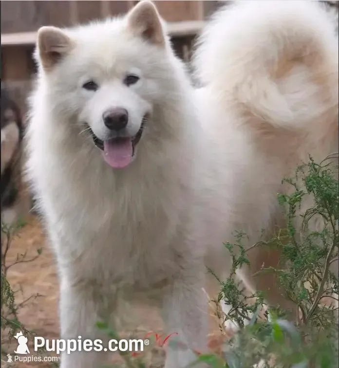 Zoomer, a female German Shepherd Dog and Alaskan Malamute for sale in Rock Hill, SC – 8 of 9