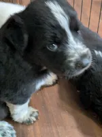 Cookie (and Cream), a male German Shepherd Dog and Great Pyrenees for sale in Rock Hill, SC – 6 of 9