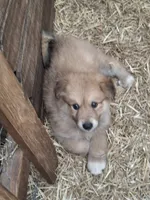 Bella, a female Alaskan Malamute and Great Pyrenees for sale in Rock Hill, SC – 5 of 8