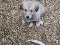 Coco, a female Alaskan Malamute and Great Pyrenees for sale in Rock Hill, SC – 4 of 9