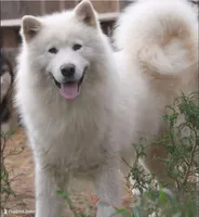 Pointy Ears, a female Alaskan Malamute and Great Pyrenees for sale in Rock Hill, SC – 8 of 8