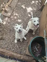 Ghost, a female German Shepherd Dog and Great Pyrenees for sale in Rock Hill, SC – Photo 10 of 10