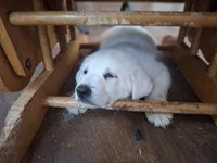 Ghost, a female German Shepherd Dog and Great Pyrenees for sale in Rock Hill, SC – Photo 8 of 10