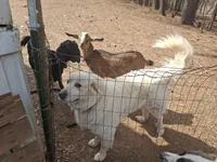 Ghost, a female German Shepherd Dog and Great Pyrenees for sale in Rock Hill, SC – Photo 9 of 10