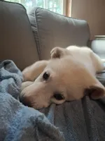 Ghost, a female German Shepherd Dog and Great Pyrenees for sale in Rock Hill, SC – Photo 5 of 10