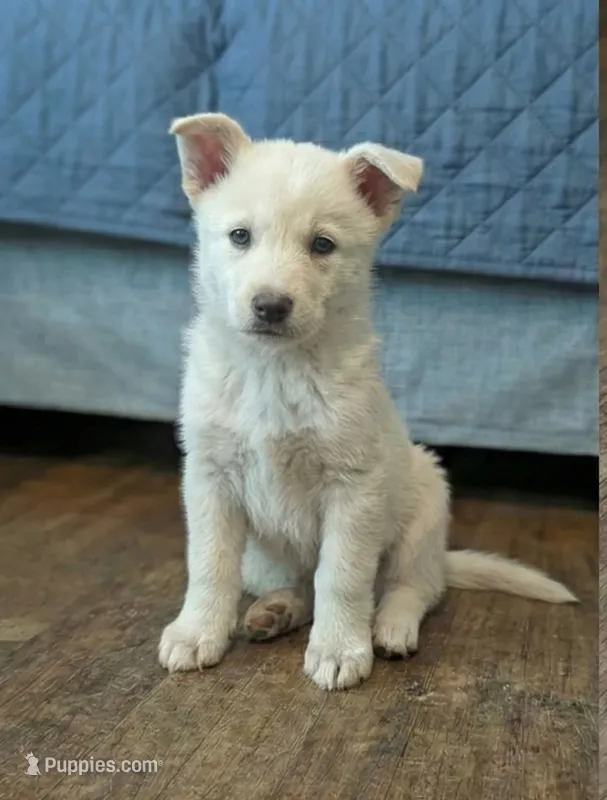 White Wolfie – German Shepherd Dog, Alaskan Malamute puppy for sale in Rock Hill, SC
