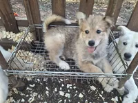 Nala, a female German Shepherd Dog and Great Pyrenees for sale in Rock Hill, SC – 5 of 9