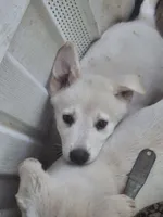 Peter, a male Great Pyrenees and White Shepherd for sale in Rock Hill, SC – Photo 3 of 10