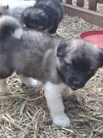 Brown Boy, a male Alaskan Malamute and Great Pyrenees for sale in Rock Hill, SC – 7 of 10