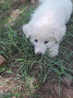 Romulus, a male German Shepherd Dog and Great Pyrenees for sale in Rock Hill, SC – Photo 4 of 9
