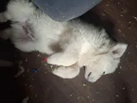 Romulus, a male German Shepherd Dog and Great Pyrenees for sale in Rock Hill, SC – Photo 5 of 9