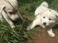 Romulus, a male German Shepherd Dog and Great Pyrenees for sale in Rock Hill, SC – Photo 2 of 9