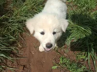 Romulus, a male German Shepherd Dog and Great Pyrenees for sale in Rock Hill, SC – Photo 3 of 9