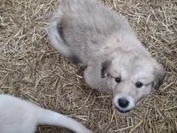 Coco, a female Alaskan Malamute and Great Pyrenees for sale in Rock Hill, SC – 3 of 9