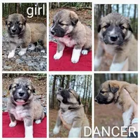 Dancer - Shepyrenees, a female Australian Shepherd and Great Pyrenees for sale in Rock Hill, SC – Photo 4 of 6