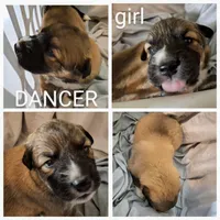 Dancer - Shepyrenees, a female Australian Shepherd and Great Pyrenees for sale in Rock Hill, SC – Photo 3 of 6