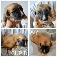 Cupid - Shepyrenees, a male Australian Shepherd and Great Pyrenees for sale in Rock Hill, SC – Photo 3 of 6