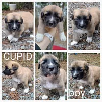 Cupid - Shepyrenees, a male Australian Shepherd and Great Pyrenees for sale in Rock Hill, SC – Photo 2 of 6