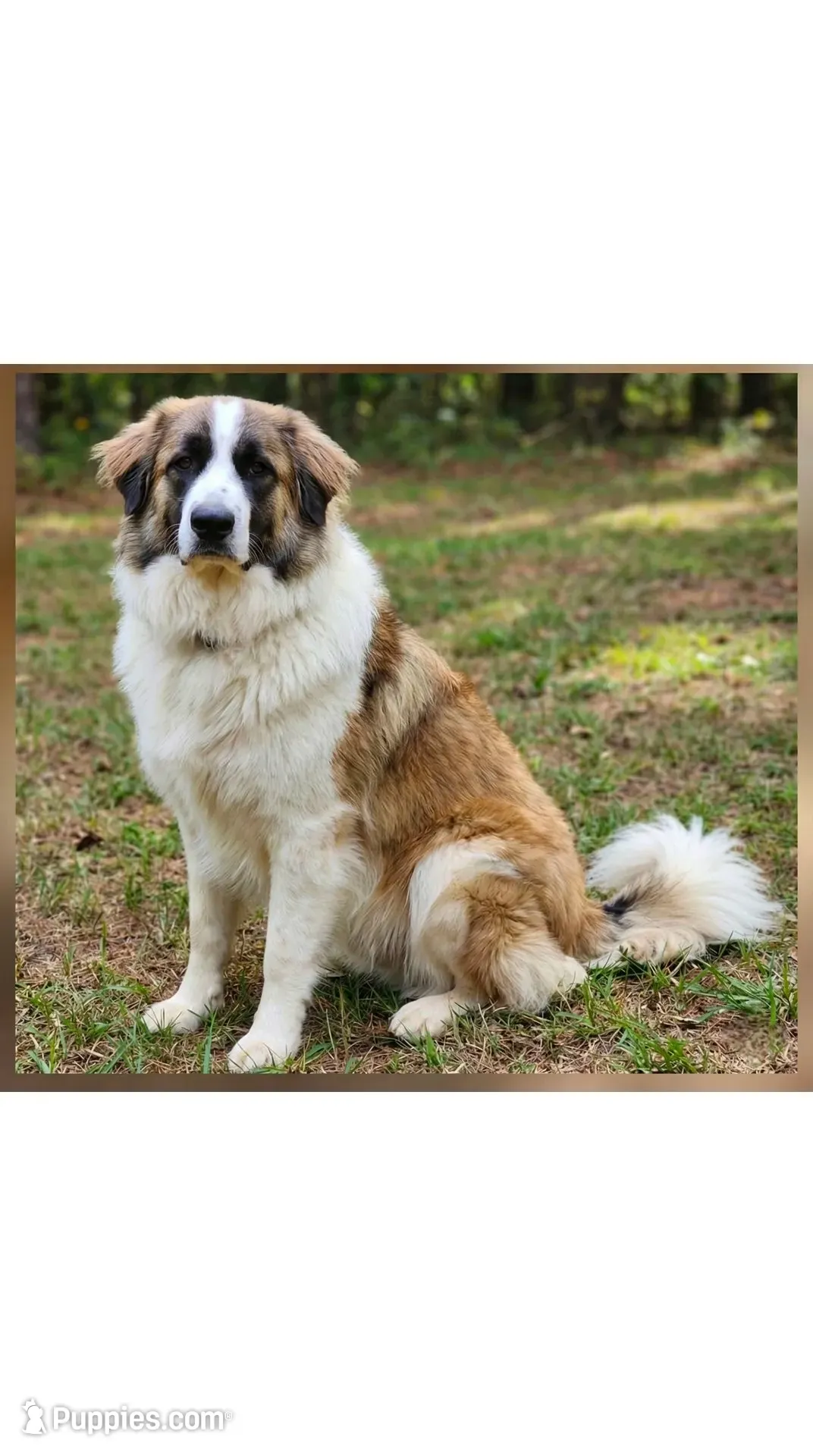 Tank, a male German Shepherd Dog and Great Pyrenees for sale in Rock Hill, SC – 4 of 4