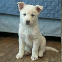Minnie - Dire Dog v1.1, a female Alaskan Malamute and Great Pyrenees for sale in Rock Hill, SC – Photo 1 of 5