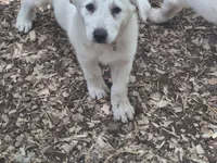 Ghosty, a female Great Pyrenees and White Shepherd for sale in Rock Hill, SC – Photo 6 of 9