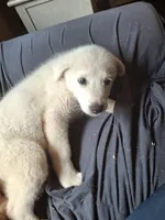 Ghosty, a female Great Pyrenees and White Shepherd for sale in Rock Hill, SC – Photo 1 of 9