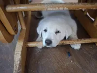 Ghosty, a female Great Pyrenees and White Shepherd for sale in Rock Hill, SC – Photo 5 of 9