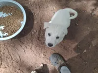 Ghosty, a female Great Pyrenees and White Shepherd for sale in Rock Hill, SC – Photo 9 of 9