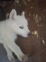 Ghosty, a female Great Pyrenees and White Shepherd for sale in Rock Hill, SC – Photo 8 of 9