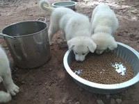 Ghosty, a female Great Pyrenees and White Shepherd for sale in Rock Hill, SC – Photo 7 of 9