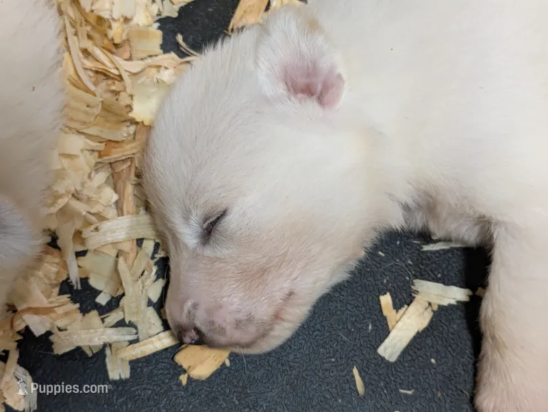 Snowball  – German Shepherd Dog, Great Pyrenees puppy for sale in Rock Hill, SC
