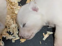 Snowball , a male German Shepherd Dog and Great Pyrenees for sale in Rock Hill, SC – 1 of 5