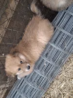 Bella, a female Alaskan Malamute and Great Pyrenees for sale in Rock Hill, SC – 4 of 8
