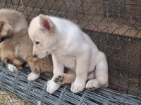White Wolfie, a female German Shepherd Dog and Alaskan Malamute for sale in Rock Hill, SC – 2 of 5