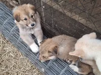 Bella, a female Alaskan Malamute and Great Pyrenees for sale in Rock Hill, SC – 3 of 8