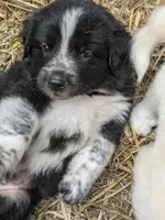 Cookie (and Cream), a male German Shepherd Dog and Great Pyrenees for sale in Rock Hill, SC – 6 of 8