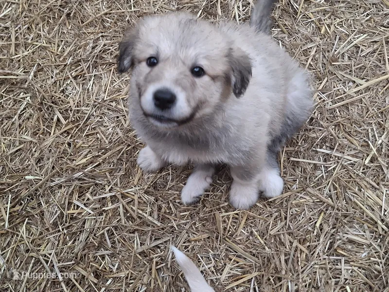 Coco – Alaskan Malamute, Great Pyrenees puppy for sale in Rock Hill, SC