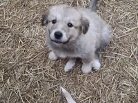 Coco, a female Alaskan Malamute and Great Pyrenees for sale in Rock Hill, SC – 1 of 9