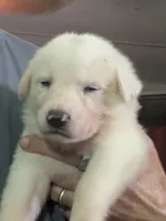 Snowball , a male German Shepherd Dog and Great Pyrenees for sale in Rock Hill, SC – 7 of 10