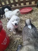 White Boy, a male Alaskan Malamute and Great Pyrenees for sale in Rock Hill, SC – 7 of 10