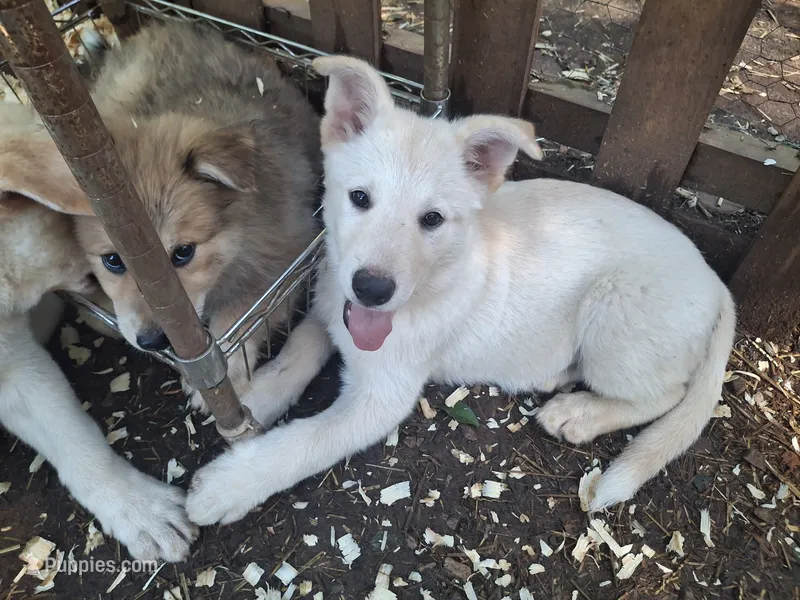 White Wolfie – German Shepherd Dog, Alaskan Malamute puppy for sale in Rock Hill, SC