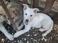 White Wolfie, a male German Shepherd Dog and Alaskan Malamute for sale in Rock Hill, SC – 1 of 7