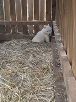 White Boy, a male Alaskan Malamute and Great Pyrenees for sale in Rock Hill, SC – 6 of 10