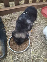 Big Boy, a male Alaskan Malamute and Great Pyrenees for sale in Rock Hill, SC – 3 of 10