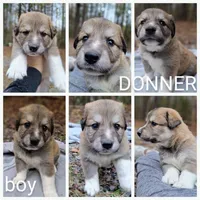 Donner - Shepyrenees, a male German Shepherd Dog and Great Pyrenees for sale in Rock Hill, SC – Photo 2 of 6