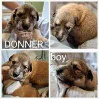 Donner - Shepyrenees, a male German Shepherd Dog and Great Pyrenees for sale in Rock Hill, SC – Photo 3 of 6