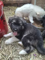 Big Boy, a male Alaskan Malamute and Great Pyrenees for sale in Rock Hill, SC – 4 of 10
