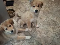 Fluffy, a female German Shepherd Dog and Great Pyrenees for sale in Rock Hill, SC – 4 of 5